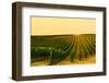 Washington State, Walla Walla. Harvest Season in a Vineyard-Richard Duval-Framed Photographic Print