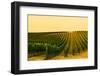 Washington State, Walla Walla. Harvest Season in a Vineyard-Richard Duval-Framed Photographic Print