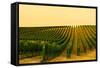 Washington State, Walla Walla. Harvest Season in a Vineyard-Richard Duval-Framed Stretched Canvas