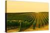 Washington State, Walla Walla. Harvest Season in a Vineyard-Richard Duval-Stretched Canvas