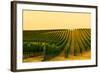 Washington State, Walla Walla. Harvest Season in a Vineyard-Richard Duval-Framed Photographic Print