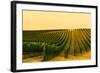 Washington State, Walla Walla. Harvest Season in a Vineyard-Richard Duval-Framed Photographic Print