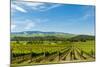 Washington State, Walla Walla. Vineyard in Walla Walla-Richard Duval-Mounted Photographic Print