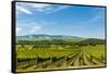 Washington State, Walla Walla. Vineyard in Walla Walla-Richard Duval-Framed Stretched Canvas