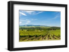 Washington State, Walla Walla. Vineyard in Walla Walla-Richard Duval-Framed Photographic Print
