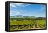 Washington State, Walla Walla. Vineyard in Walla Walla-Richard Duval-Framed Stretched Canvas