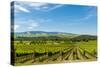 Washington State, Walla Walla. Vineyard in Walla Walla-Richard Duval-Stretched Canvas