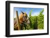 Washington State, Walla Walla. Vineyard That Tills the Soil with Horsepower-Richard Duval-Framed Photographic Print