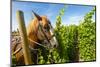 Washington State, Walla Walla. Vineyard That Tills the Soil with Horsepower-Richard Duval-Mounted Photographic Print