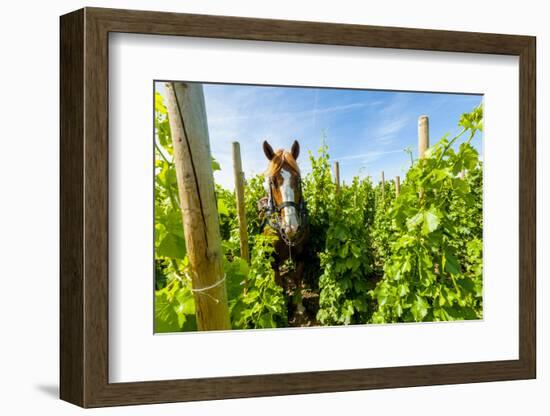 Washington State, Walla Walla. Vineyard That Tills the Soil with Horsepower-Richard Duval-Framed Photographic Print