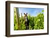 Washington State, Walla Walla. Vineyard That Tills the Soil with Horsepower-Richard Duval-Framed Photographic Print