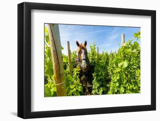 Washington State, Walla Walla. Vineyard That Tills the Soil with Horsepower-Richard Duval-Framed Photographic Print