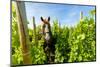 Washington State, Walla Walla. Vineyard That Tills the Soil with Horsepower-Richard Duval-Mounted Photographic Print