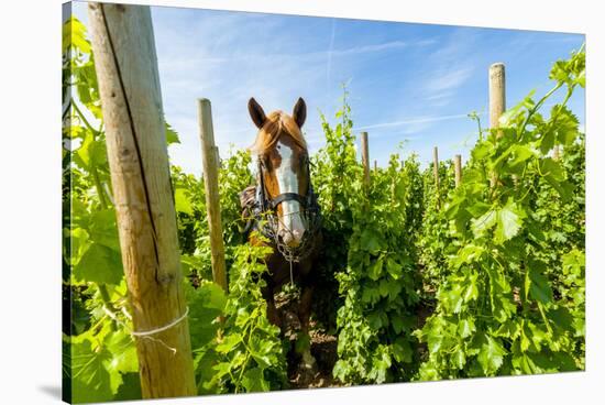 Washington State, Walla Walla. Vineyard That Tills the Soil with Horsepower-Richard Duval-Stretched Canvas