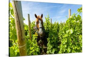 Washington State, Walla Walla. Vineyard That Tills the Soil with Horsepower-Richard Duval-Stretched Canvas