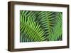 Washington State. Western swordfern-Jamie & Judy Wild-Framed Photographic Print