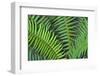 Washington State. Western swordfern-Jamie & Judy Wild-Framed Photographic Print