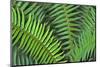 Washington State. Western swordfern-Jamie & Judy Wild-Mounted Photographic Print