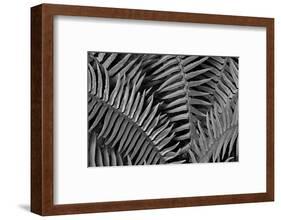 Washington State. Western swordfern-Jamie & Judy Wild-Framed Photographic Print