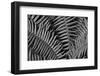 Washington State. Western swordfern-Jamie & Judy Wild-Framed Photographic Print