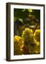 Washington State, Yakima Valley. Chardonnay Grapes-Richard Duval-Framed Photographic Print