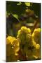 Washington State, Yakima Valley. Chardonnay Grapes-Richard Duval-Mounted Photographic Print