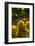 Washington State, Yakima Valley. Chardonnay Grapes-Richard Duval-Framed Photographic Print