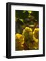 Washington State, Yakima Valley. Chardonnay Grapes-Richard Duval-Framed Photographic Print