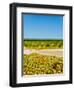 Washington State, Yakima Valley. Chardonnay Harvest in a Vineyard-Richard Duval-Framed Photographic Print