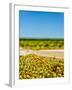 Washington State, Yakima Valley. Chardonnay Harvest in a Vineyard-Richard Duval-Framed Photographic Print