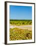 Washington State, Yakima Valley. Chardonnay Harvest in a Vineyard-Richard Duval-Framed Photographic Print