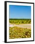 Washington State, Yakima Valley. Chardonnay Harvest in a Vineyard-Richard Duval-Framed Photographic Print