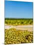 Washington State, Yakima Valley. Chardonnay Harvest in a Vineyard-Richard Duval-Mounted Photographic Print