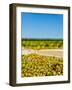 Washington State, Yakima Valley. Chardonnay Harvest in a Vineyard-Richard Duval-Framed Photographic Print