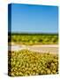 Washington State, Yakima Valley. Chardonnay Harvest in a Vineyard-Richard Duval-Stretched Canvas