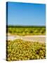 Washington State, Yakima Valley. Chardonnay Harvest in a Vineyard-Richard Duval-Stretched Canvas