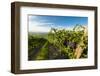 Washington State, Yakima Valley. Grenache Grapes-Richard Duval-Framed Photographic Print