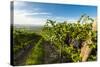 Washington State, Yakima Valley. Grenache Grapes-Richard Duval-Stretched Canvas