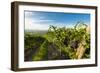 Washington State, Yakima Valley. Grenache Grapes-Richard Duval-Framed Photographic Print