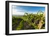 Washington State, Yakima Valley. Grenache Grapes-Richard Duval-Framed Photographic Print