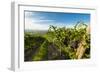 Washington State, Yakima Valley. Grenache Grapes-Richard Duval-Framed Photographic Print