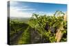 Washington State, Yakima Valley. Grenache Grapes-Richard Duval-Stretched Canvas