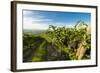 Washington State, Yakima Valley. Grenache Grapes-Richard Duval-Framed Photographic Print