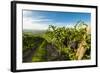 Washington State, Yakima Valley. Grenache Grapes-Richard Duval-Framed Photographic Print