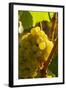 Washington State, Yakima Valley. Harvest in a Vineyard-Richard Duval-Framed Photographic Print