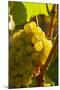 Washington State, Yakima Valley. Harvest in a Vineyard-Richard Duval-Mounted Photographic Print