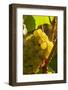 Washington State, Yakima Valley. Harvest in a Vineyard-Richard Duval-Framed Photographic Print