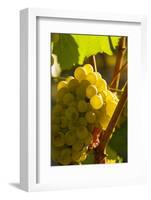 Washington State, Yakima Valley. Harvest in a Vineyard-Richard Duval-Framed Photographic Print