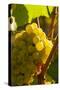 Washington State, Yakima Valley. Harvest in a Vineyard-Richard Duval-Stretched Canvas