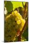 Washington State, Yakima Valley. Harvest in a Vineyard-Richard Duval-Mounted Photographic Print